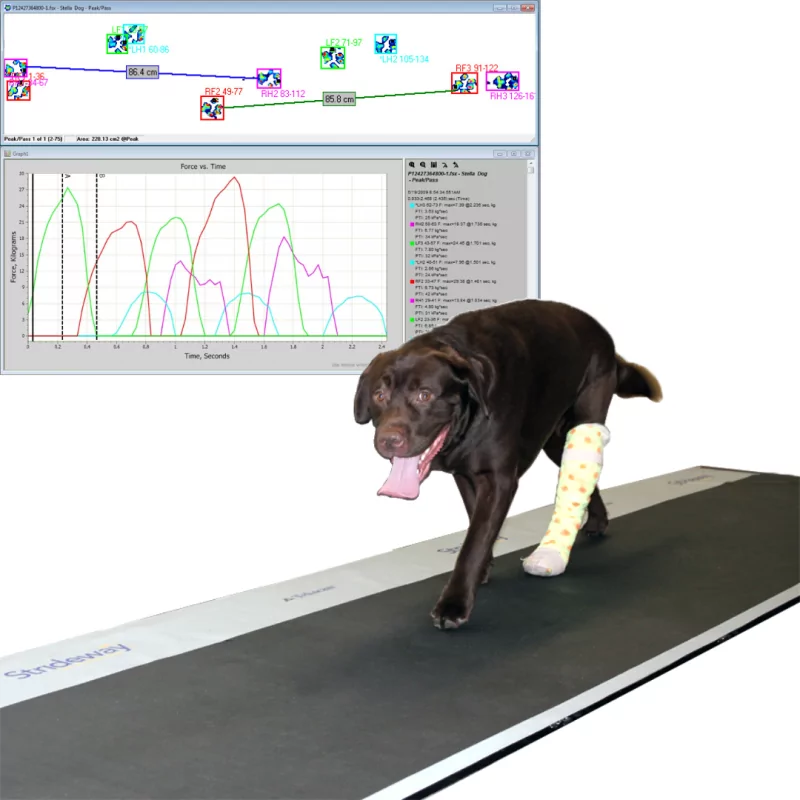 Strideway™ - Tapis d'analyse de la locomotion animale | Tekscan | Mescan