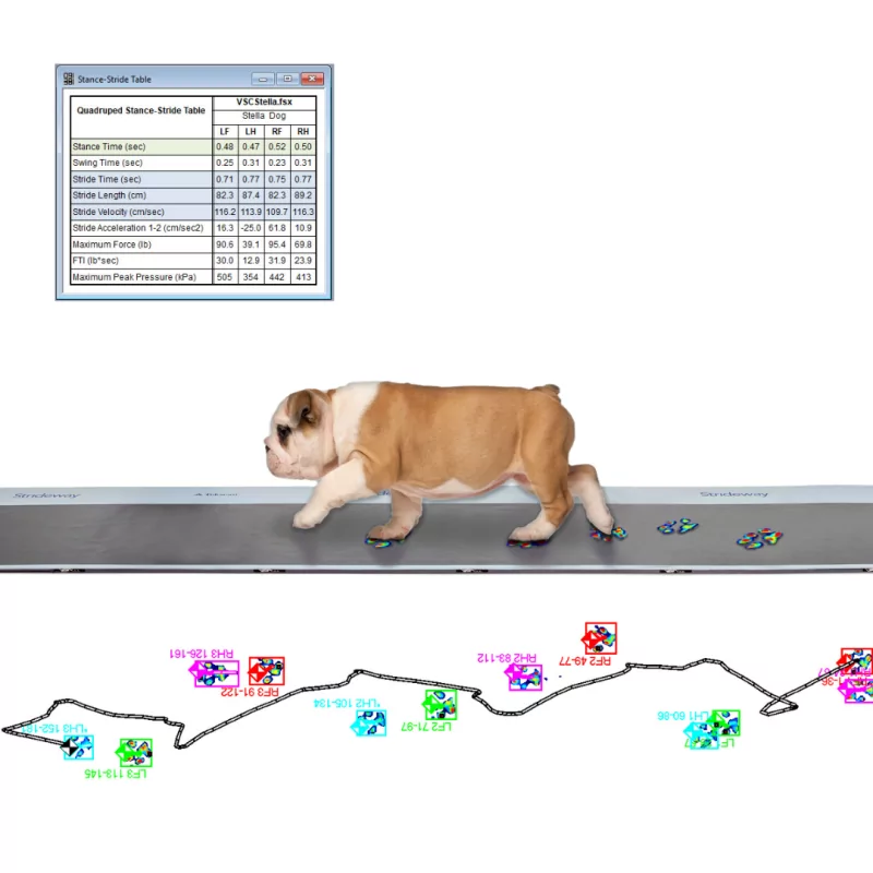 Strideway™ - Tapis d'analyse de la locomotion animale | Tekscan | Mescan