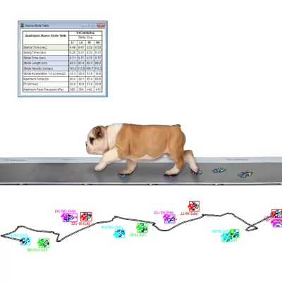 Strideway - Tapis de mesure de la locomotion animale | Mescan