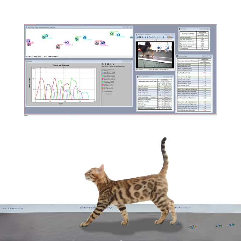 Strideway™ - Tapis d'analyse de la locomotion animale | Tekscan | Mescan