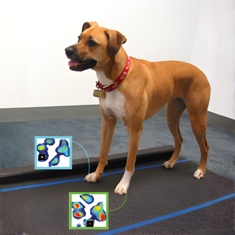 comparatif technologique d'un tapis roulant instrumenté et d'une plateforme de mesure des pressions Tekscan Strideway pour l'analyse de la marche animale quadrupède (ex. chien)