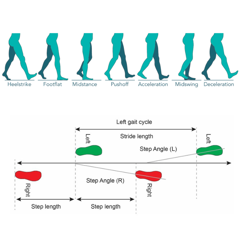 Mesure précise des paramètres du cycle de la marche avec le tapis modulaire Tekscan Strideway