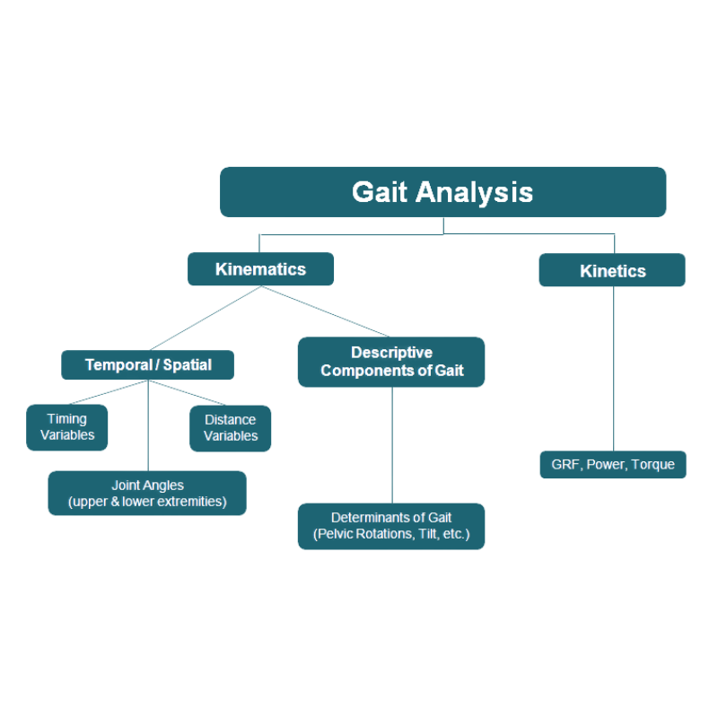 Observation, analyses cinétique et cinématique, les 3 méthodes pour l'analyse de la locomotion